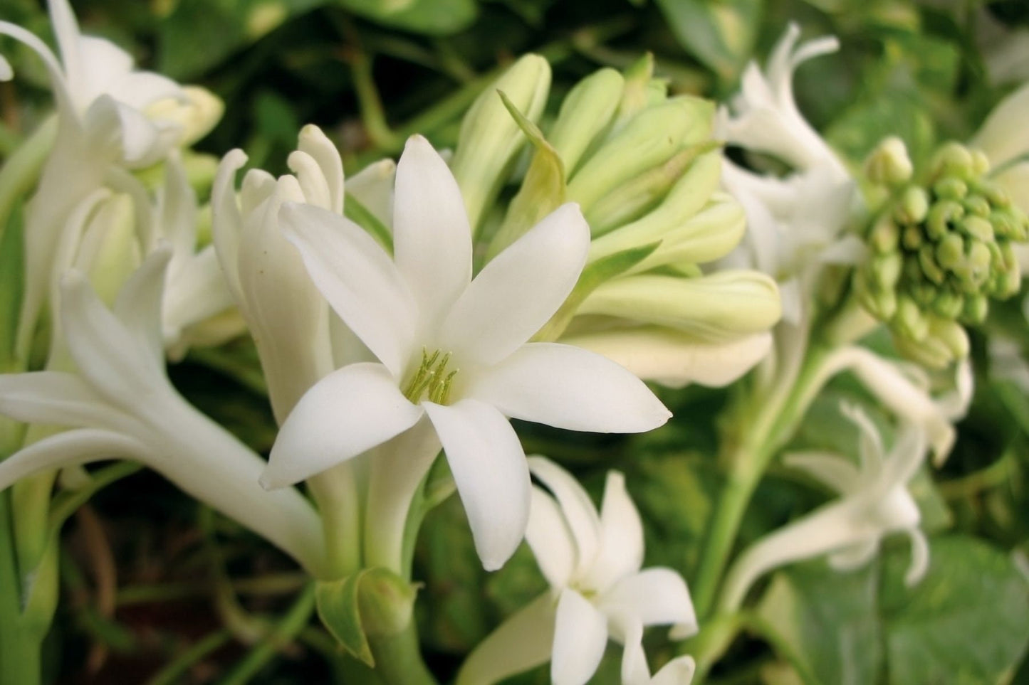 Tuberose Essential Oil