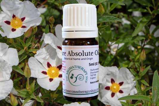 Labdanum Absolute Oil