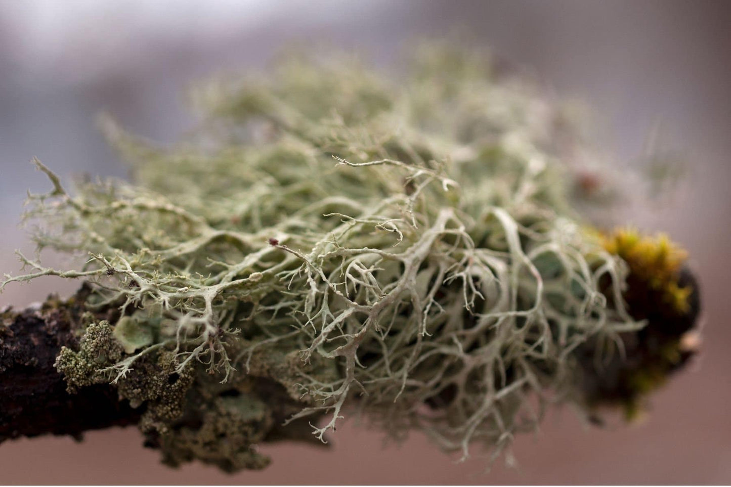 Oakmoss Absolute Oil / Origin: Southern Asia