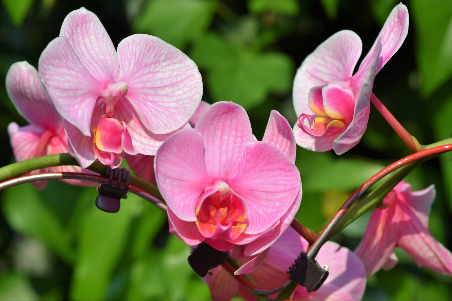 Orchid Extract Infusion / Origin India