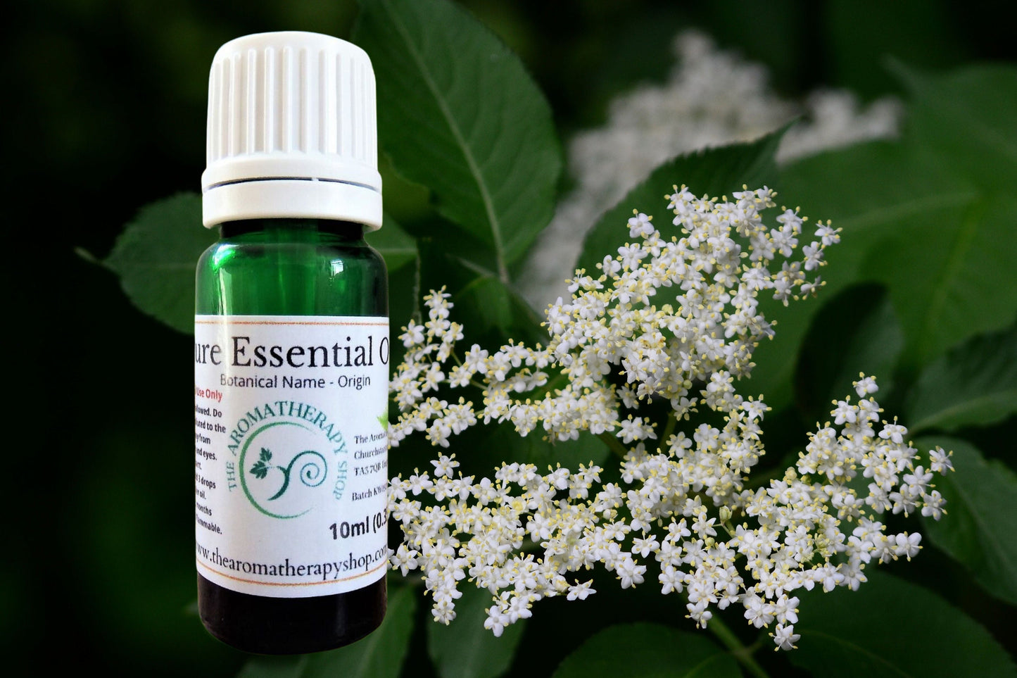 Elderflower Essential Oil