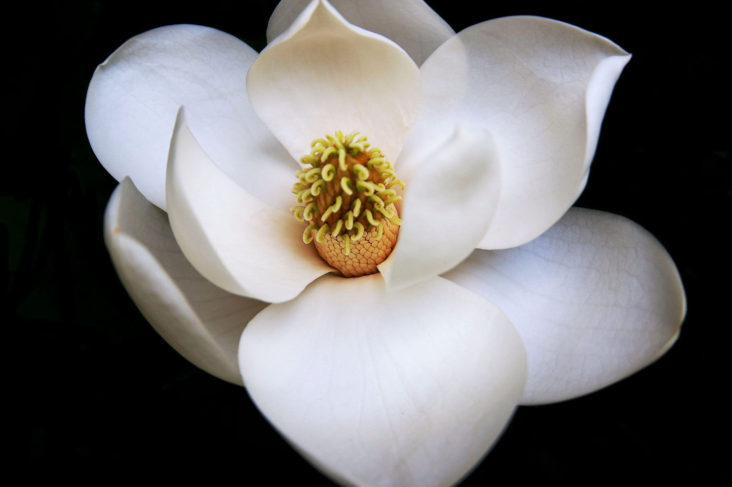 Organic Magnolia Essential Oil