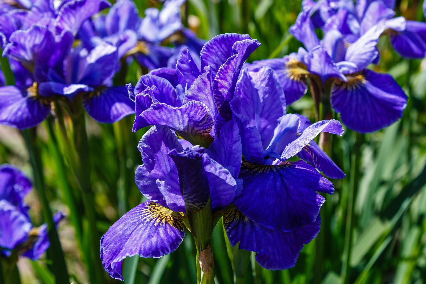 Siberian Iris Essential Oil /  Delicate powdery notes