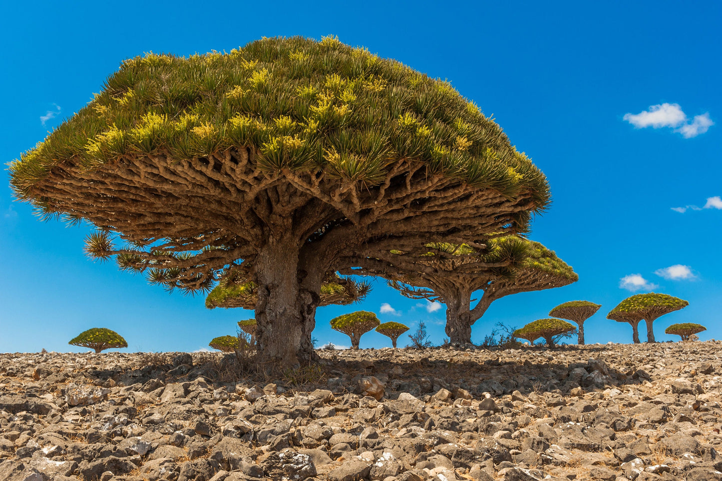 Dragon Tree  Essential Oil / Deep, Sweet and Musky