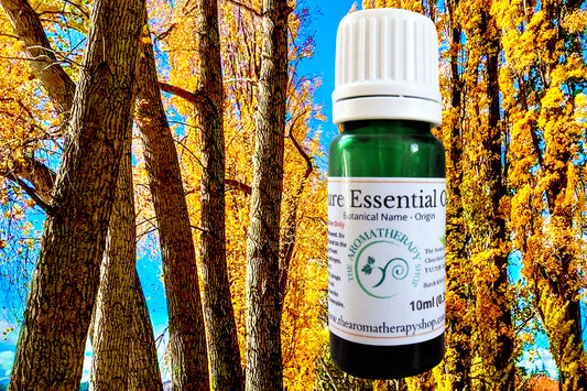 Balsam Poplar Essential Oil / Origin Canada