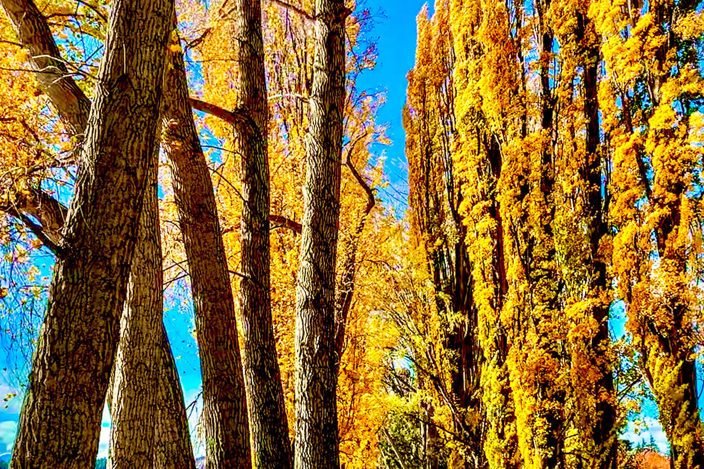 Balsam Poplar Essential Oil / Origin Canada