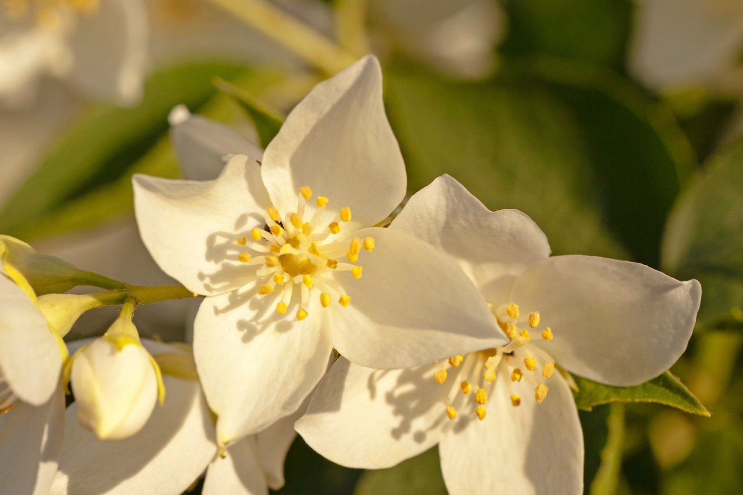 Jasmine Essential Oil / Origin India