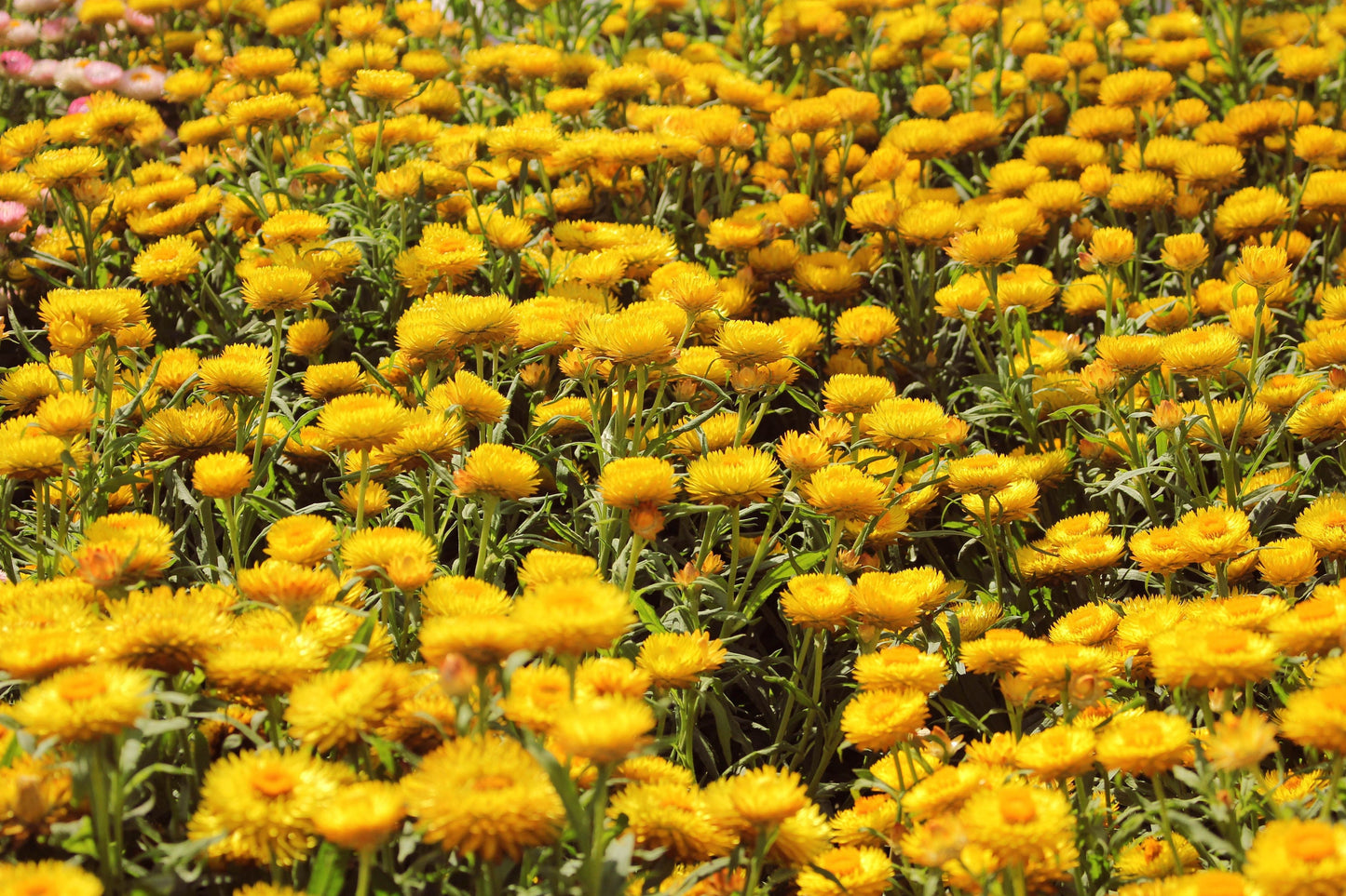 South African Immortelle Essential Oil / Cape Gold