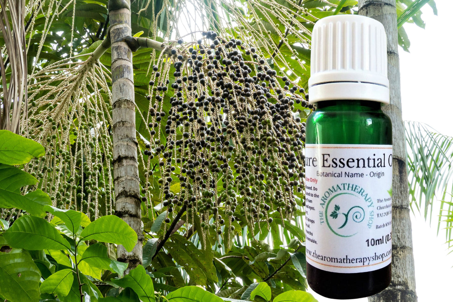 Acai Palm Tree Essential Oil / Fruity Aroma!