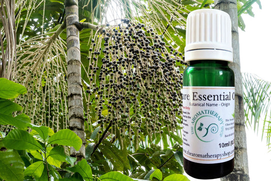 Acai Palm Tree Essential Oil / Fruity Aroma!