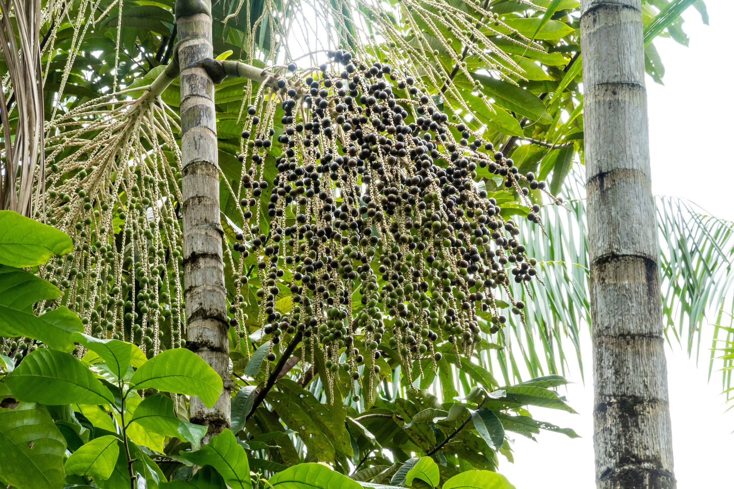 Acai Palm Tree Essential Oil / Fruity Aroma!