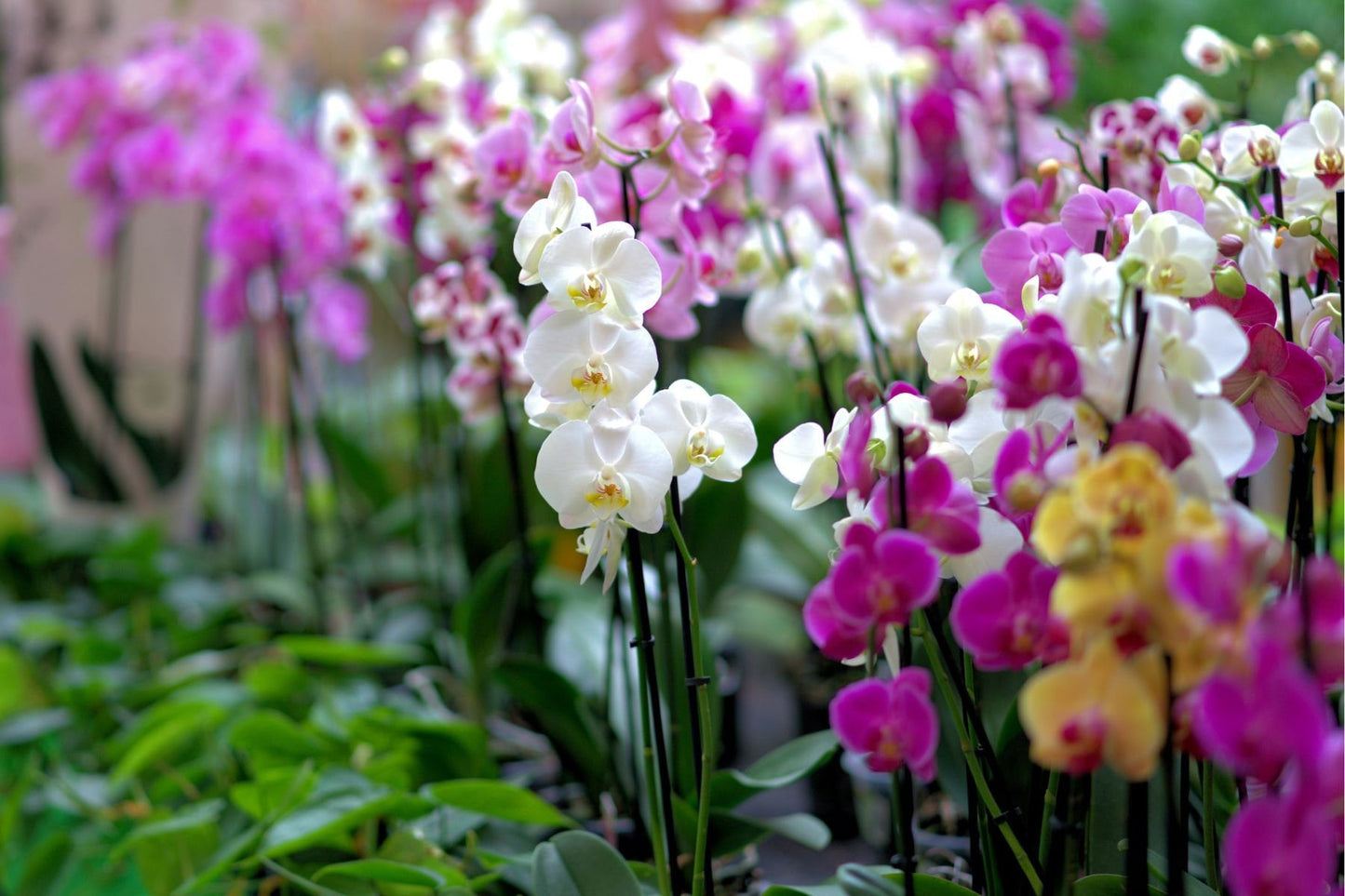 Orchid Essential Oil / Origin: South Asia