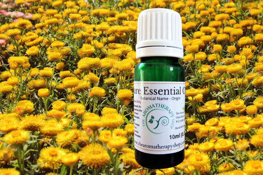 South African Immortelle Essential Oil / Cape Gold