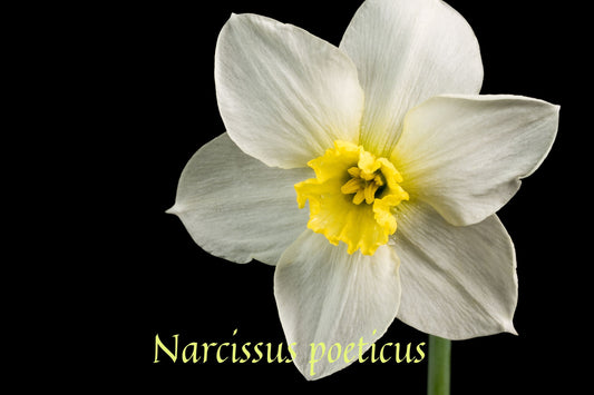 Narcissus Pure Absolute / Nargis Flowers