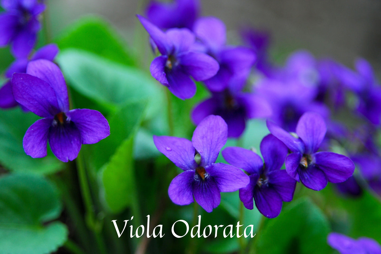 Perfumer's Violet Leaf Absolute/ Mossy, Leafy Notes