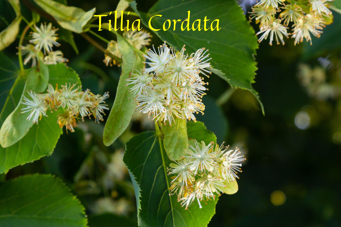 Perfumers French Linden Blossom Absolute (Tilia cordata)