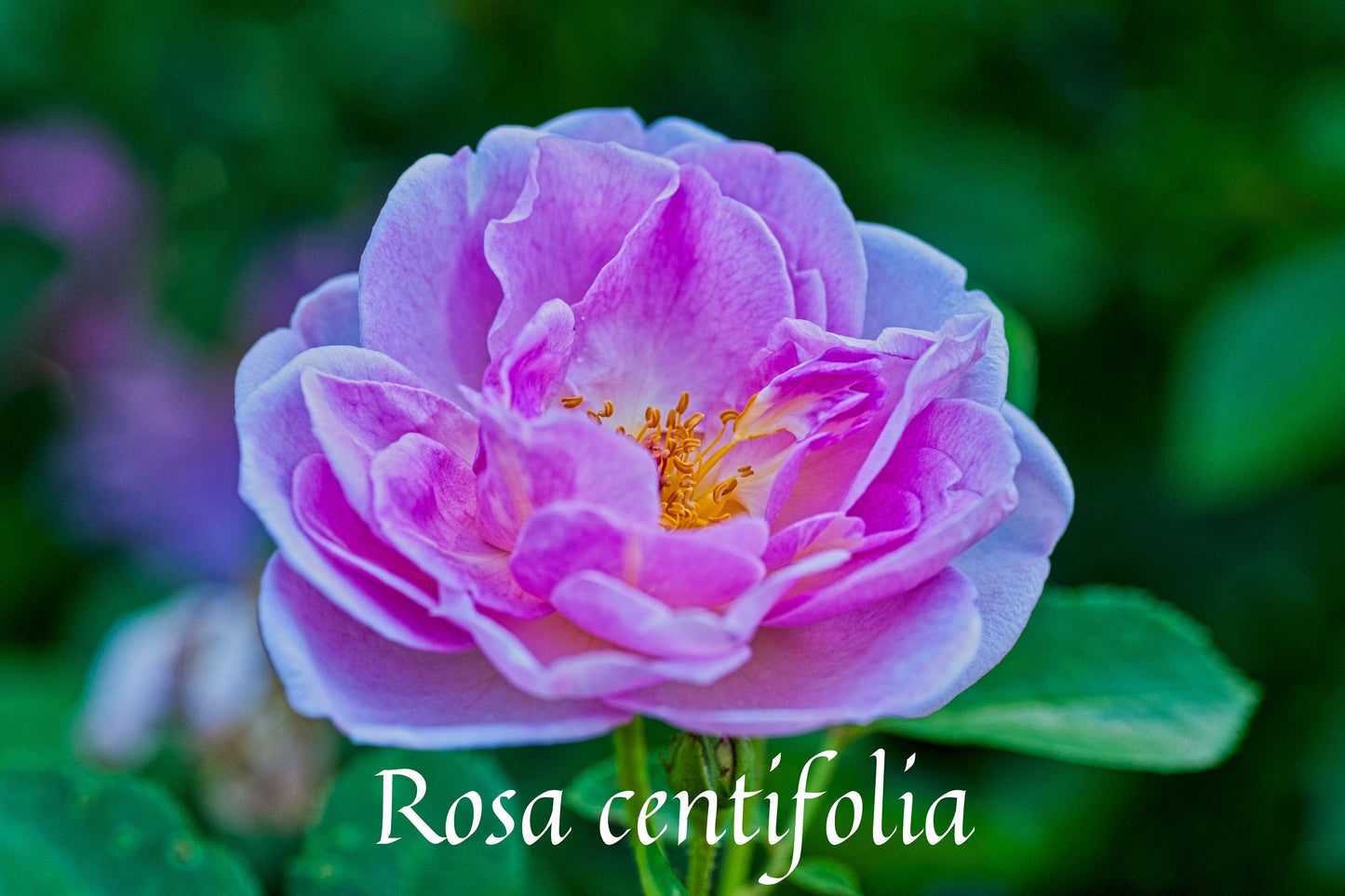 Rose Maroc Absolute / Deeply Floral