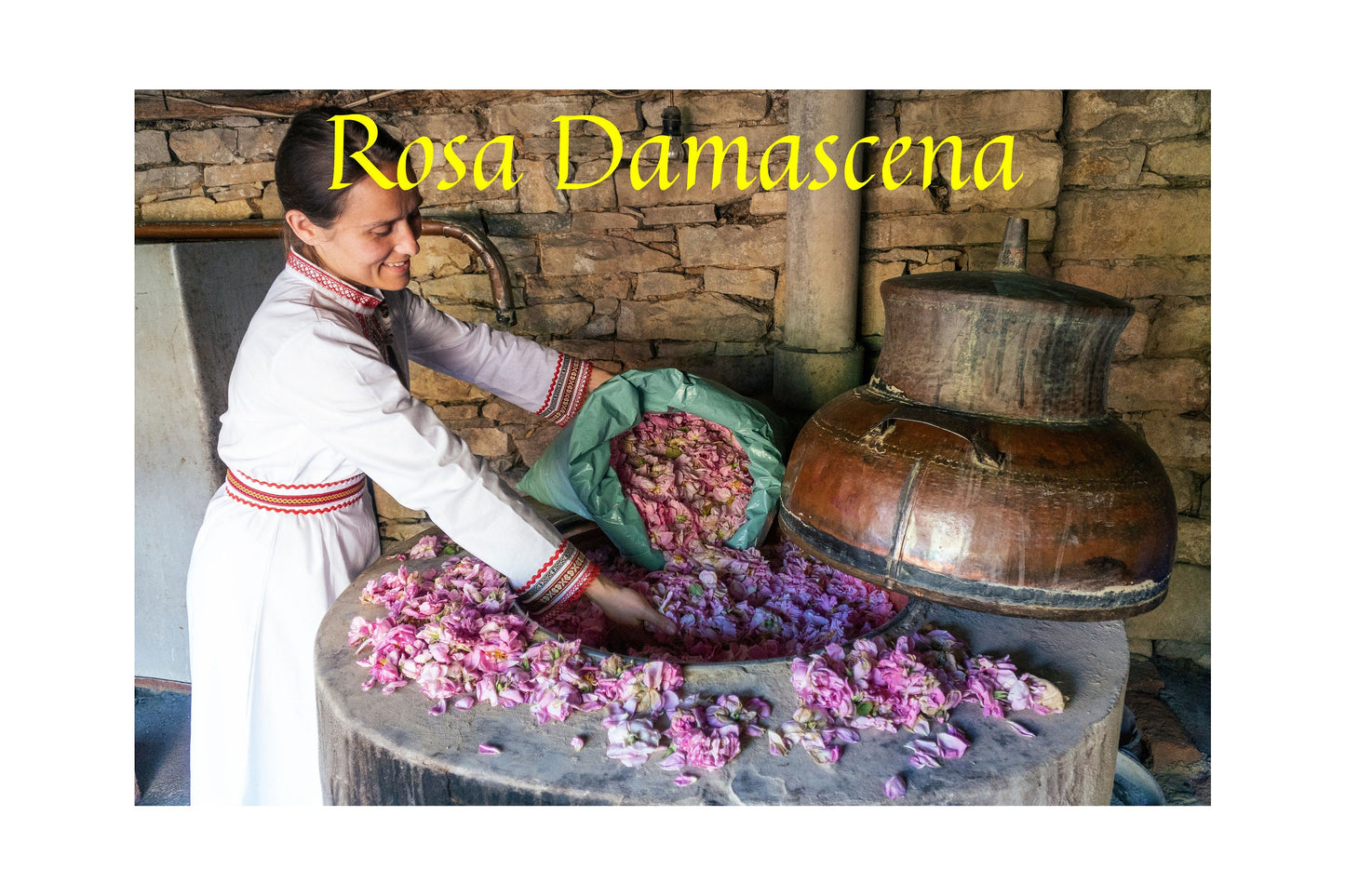 Rose Bulgarian Absolute / Sweet and Musky