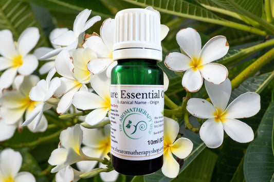 Frangipani Essential  Oil / Origin Northern India