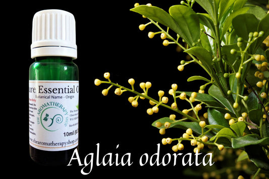Aglaia Pure Essential Oil / Origin Thailand