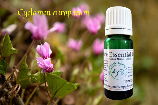 Cyclamen Pure Essential Oil / Origin Turkey