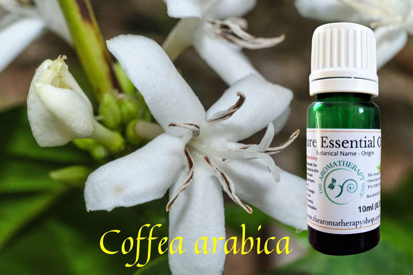 Coffee Blossom Essential Oil / Origin Madagascar