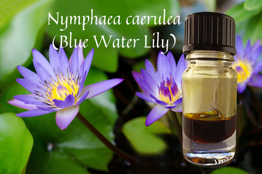 Perfumer's Blue Lotus Absolute/ Floral, Sweet and Earthy!