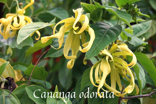 Ylang Ylang Pure Absolute