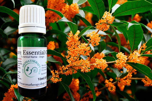 Osmanthus Essential Oil / Origin China