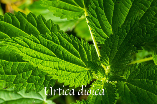 Stinging Nettle Root Absolute