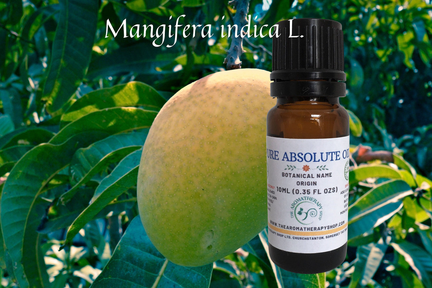 Mango Leaf Absolute/ Origin Egypt