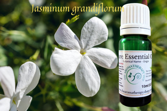 Jasmine Grandi Essential  Oil