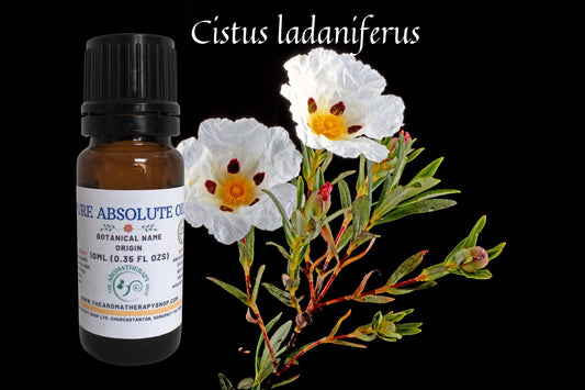 Labdanum Finest Absolute in 50% ETH / Intense and Rich