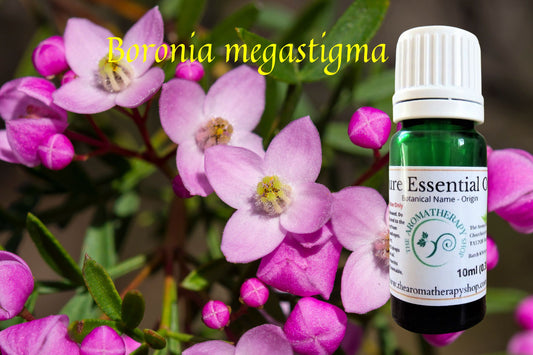 Boronia Essential Oil / Origin Australia
