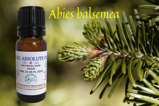 Fir Needle Absolute / Origin France