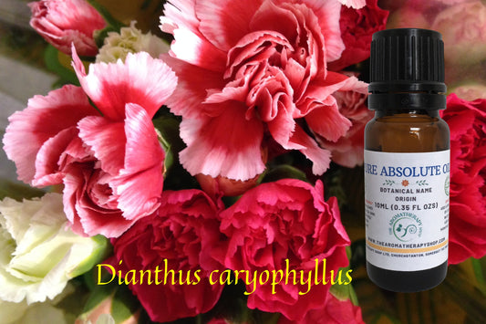 Carnation Absolute Oil / Origin France