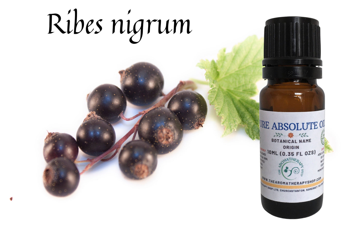 Blackcurrant Bud Absolute / Origin France