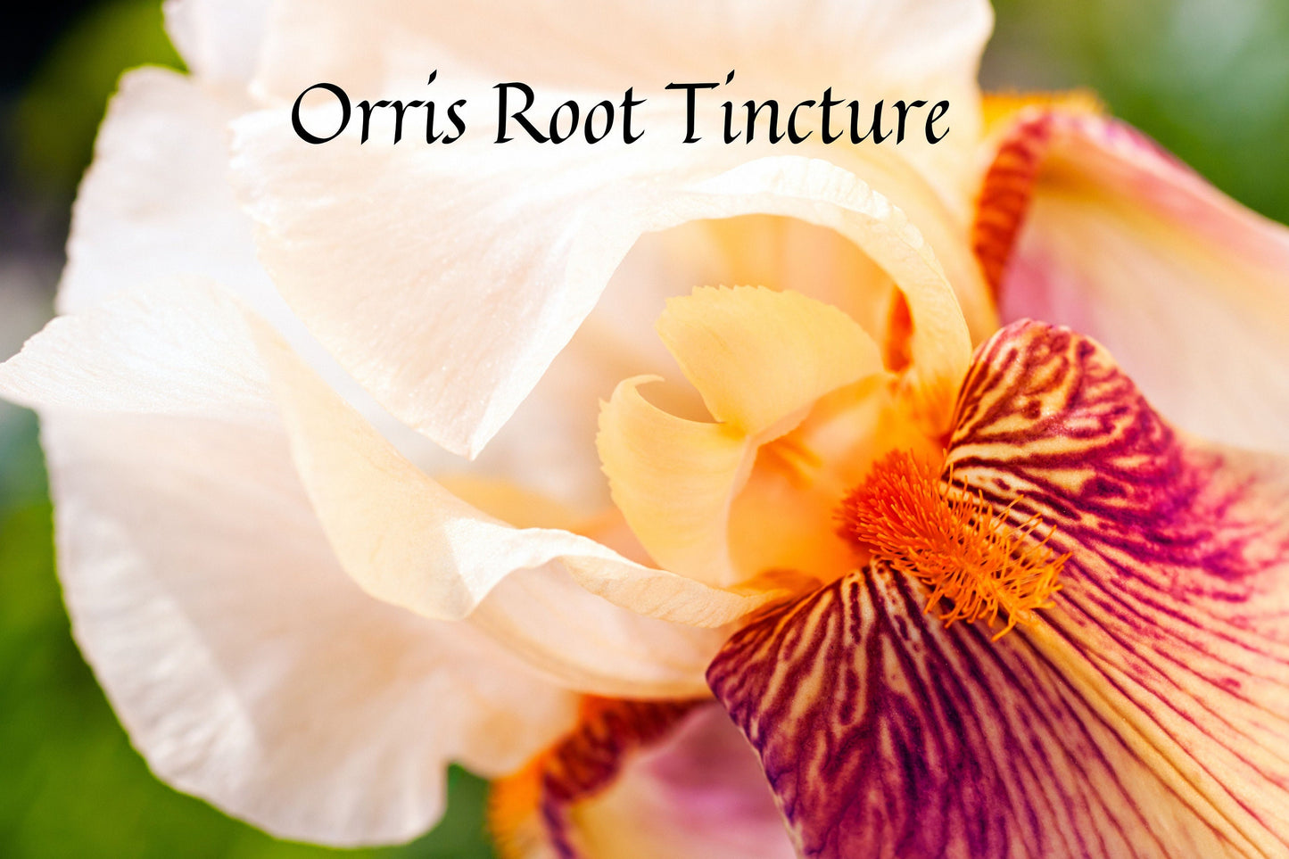 Perfumers Orris Root Tincture 10% / Prepared in the Classical French Way