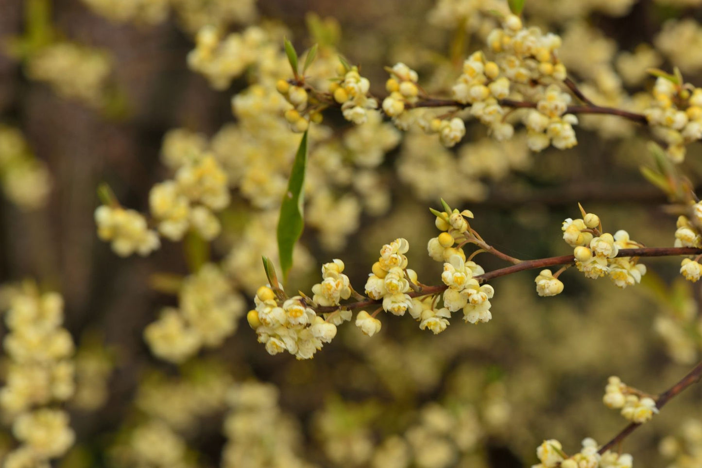 Litsea Cubeba Pure Essential Oil
