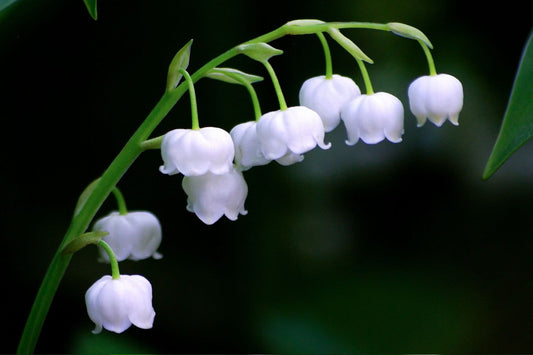 Lily of The Valley Aroma Oil for Soaps, Candles, Lotions and Shampoos