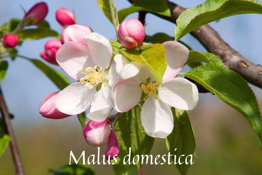 Apple Blossom Extract Natural Perfume