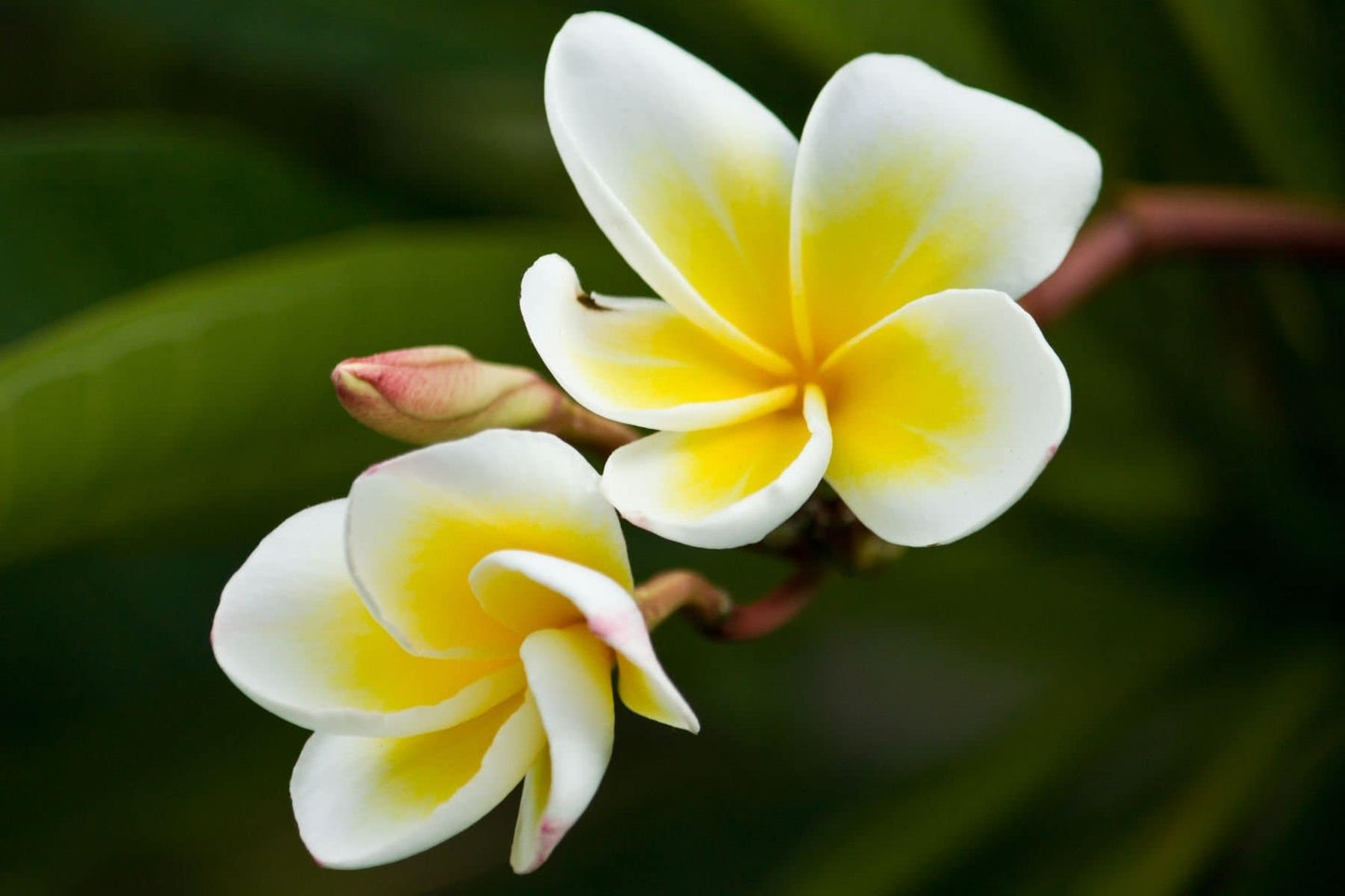 Frangipani Aroma Oil for Soaps, Candles, Lotions and Shampoos