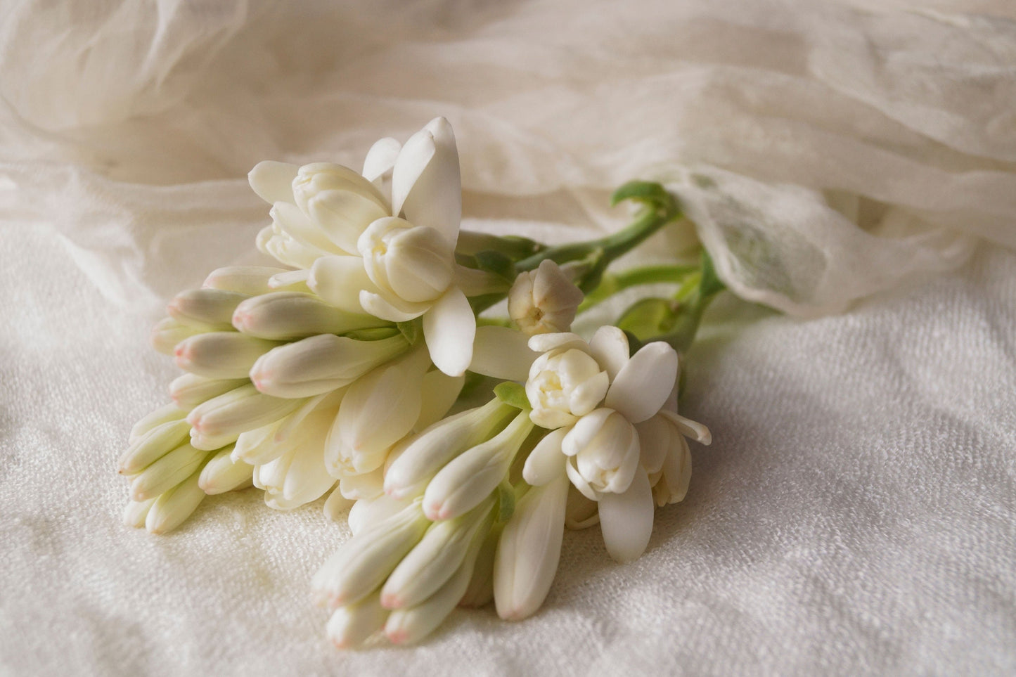 Tuberose Perfume Base / Harmonious Perfection!