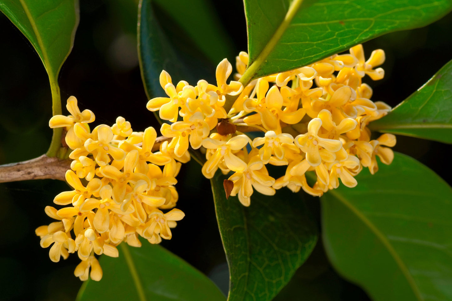 Osmanthus Base / A blend containing the finest Osmanthus Oil