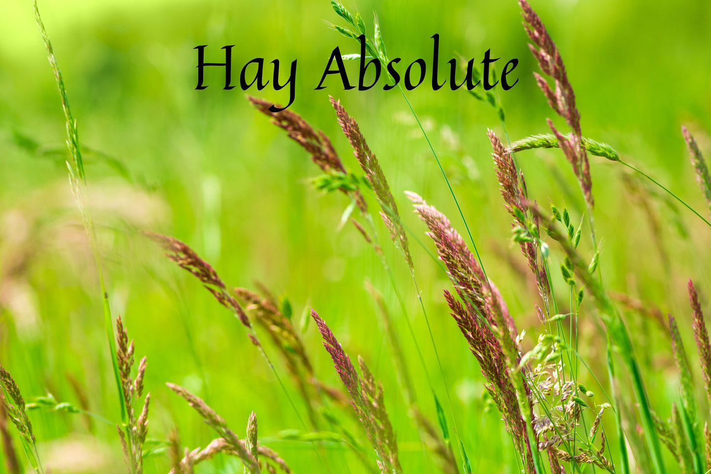 Hay Absolute / Origin France