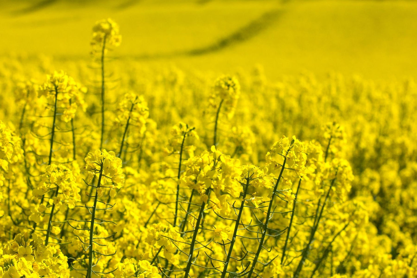 Canola/Rapeseed Oil