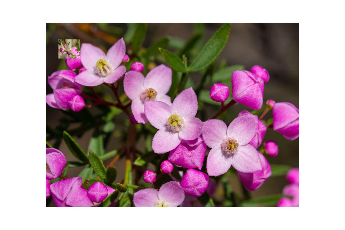 Boronia Natural Perfumers Base / A profoundly beautiful scent!