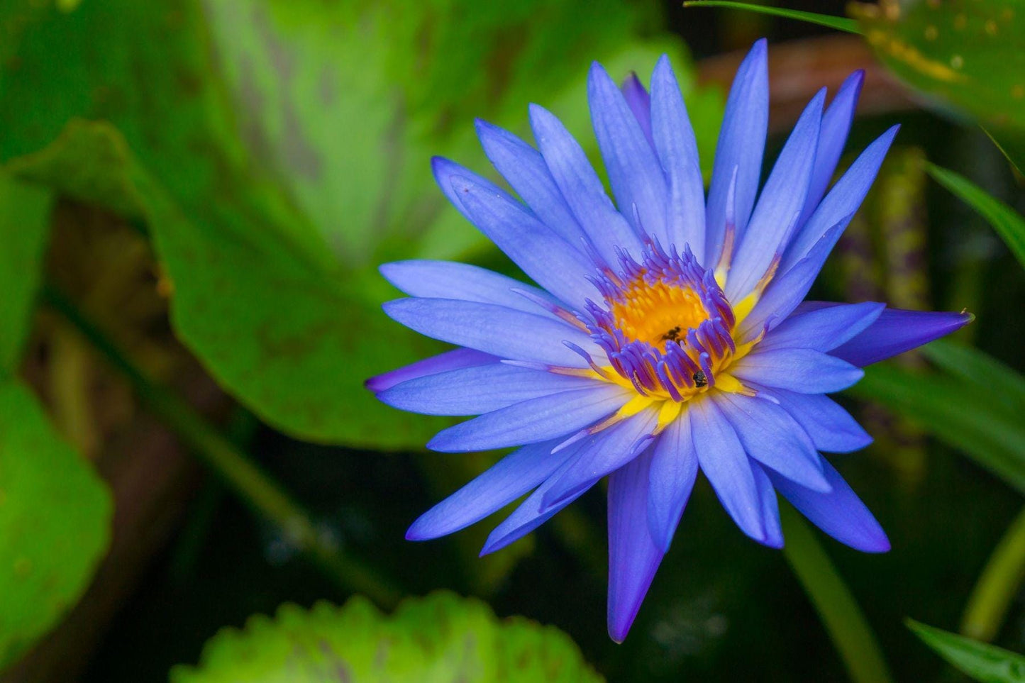 Sri Lankan Blue Lotus Absolute/ Rare and Captivating!