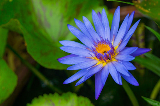 Sri Lankan Blue Lotus Absolute/ Rare and Captivating!