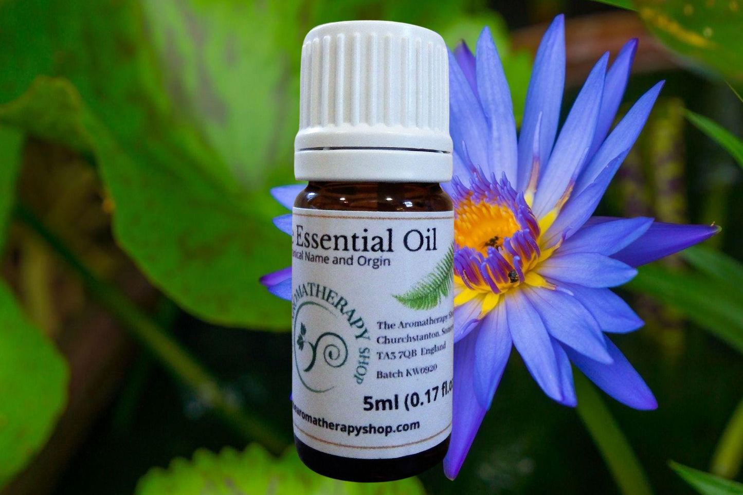 Blue Lotus Essential Oil - Pure & Natural Steam Distilled Aromatherapy Oil - Calming, Soothing, Wellness